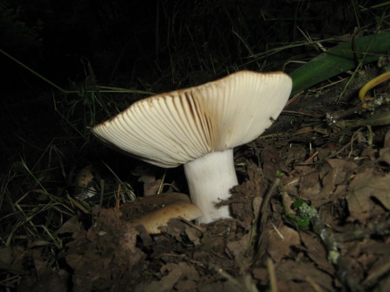 Ancora da Le Piastre (PT)